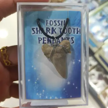 1stk box-pakket Naturlige dyre fossile haj tand fossile mineral prøven som en gave, dekorative pendel 113371