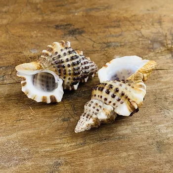 5PCS Naturlige Bevingede Sneglen Conch Skaller Mini Conch Skrue Stranden Dekorationer til Hjemmet DIY Akvarium Landskab Muslingeskaller, Håndværk, Indretning