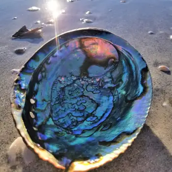 Poleret Naturlige abaloneskaller Muslingeskal Hjem Landskabet Håndværk Holder Håndlavet Akvarium Pacific Indretning Sæbe U3U8