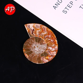 1pc Naturlig Krystal Spiral Ammolite Afsnit Ren Conch Fossile Hård Mekanisk Håndværk Palms Sten Indsamling DIY Vedhæng Gaver