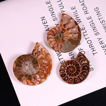 1pc Naturlig Krystal Spiral Ammolite Afsnit Ren Conch Fossile Hård Mekanisk Håndværk Palms Sten Indsamling DIY Vedhæng Gaver