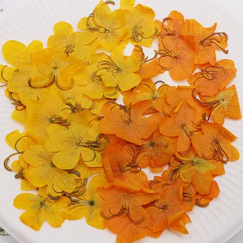 60pcs Tørret Presset Gul/Orange Cassia Blomst Planter Herbarium For Smykker, Postkort Telefonen Tilfælde Bogmærke Invitation-Kort DIY