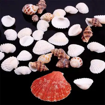 100 g Blandet Form Muslingeskal Conch Akvarium Mini Landskab Ornament DIY Håndværk Indretning 740