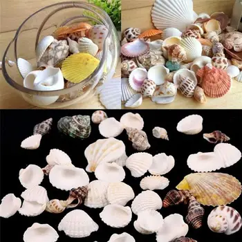 100 g Blandet Form Muslingeskal Conch Akvarium Mini Landskab Ornament DIY Håndværk Indretning