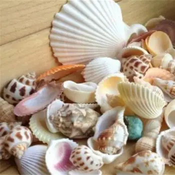 100 g Blandet Form Muslingeskal Conch Akvarium Mini Landskab Ornament DIY Håndværk Indretning